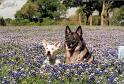 Thor and Max in the Bluebonnets